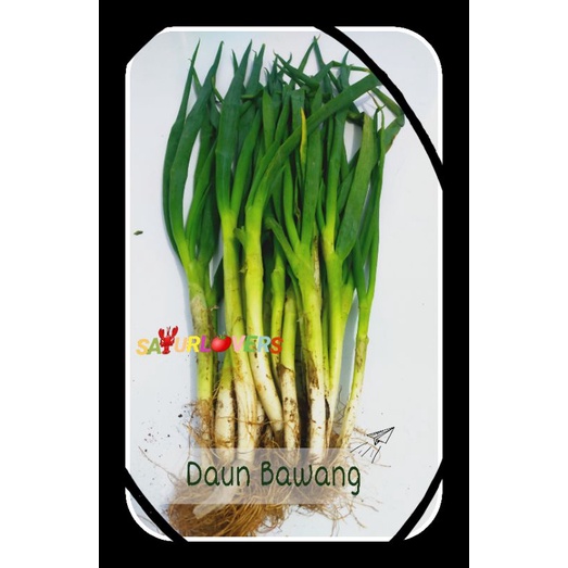 

Daun Bawang Besar/Kecil SayurLovers