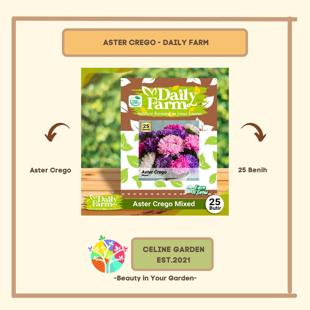 BIBIT BUNGA ASTER / ASTER CREGO MIXED / DAILY FARM / ORIGINAL