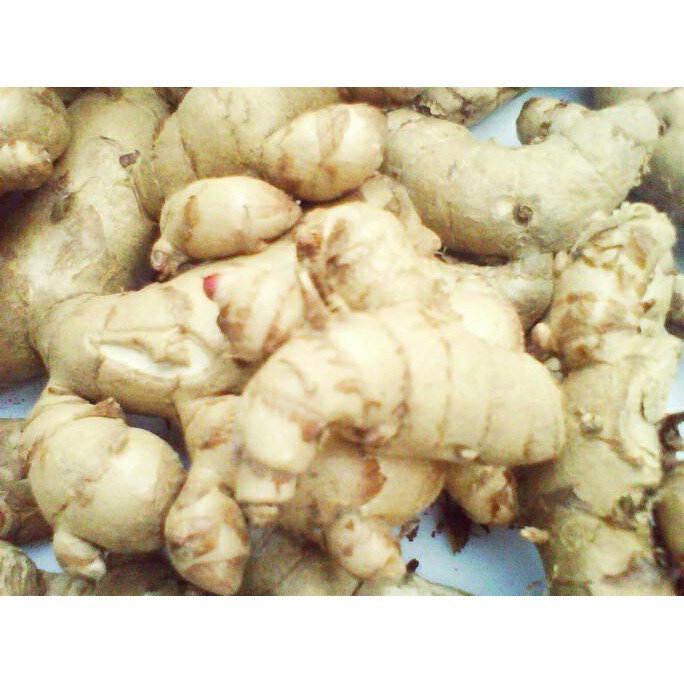 

New Kunyit / Temu Putih Segar 1Kg Curcuma Zedoaria Herbal Kanker