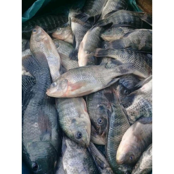 R46 essen jahat- Essen ikan mas gurame lele patin ikan air tawar oplosan babon induk segala cuaca paling bagus