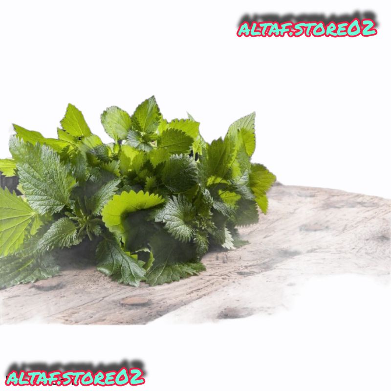 

teh Jelatang kering 100gr / daun herbal kering | gatalan kering /Daun jelatang kering 100 gram