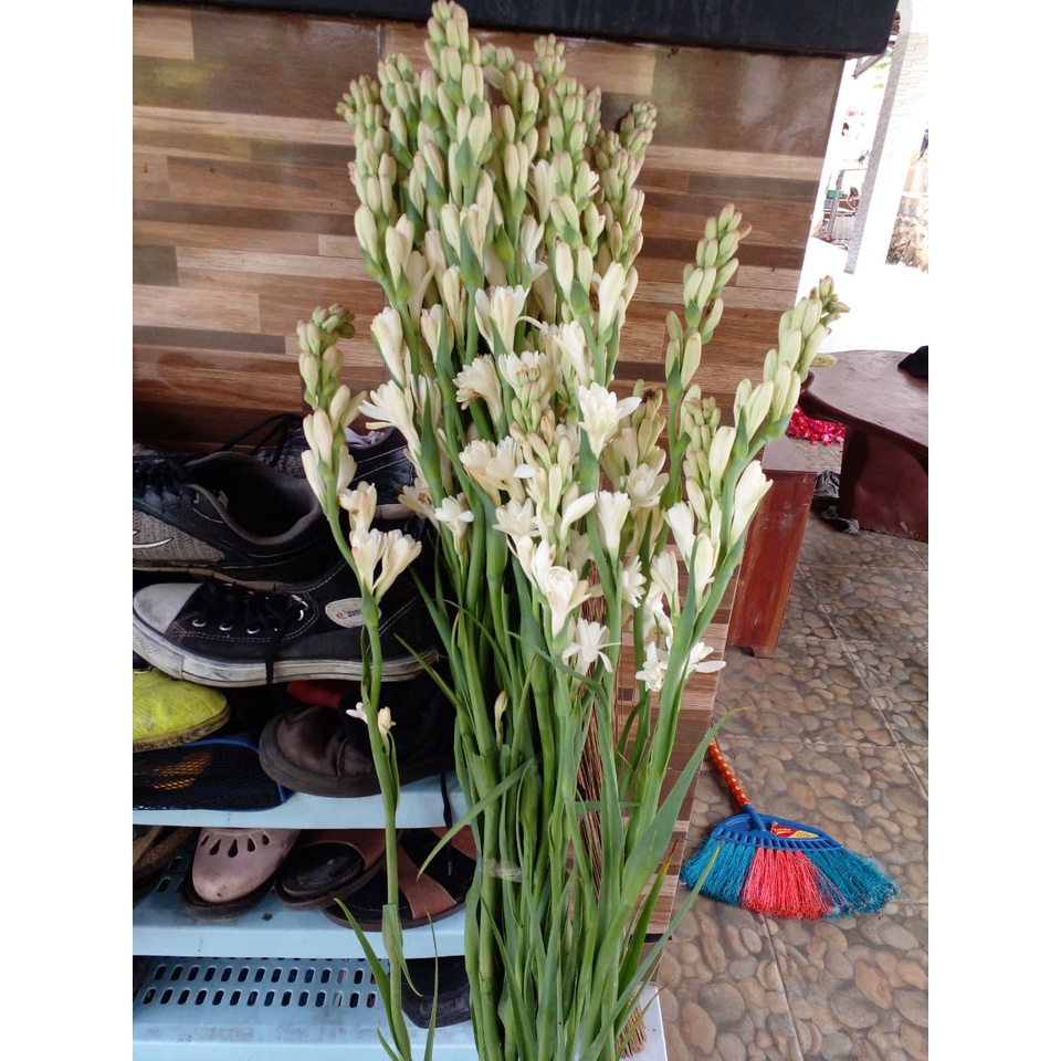 Bunga Sedap Malam Segar dan Wangi Di Bogor