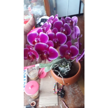 angbul   novelty mini .spike kenop mekar