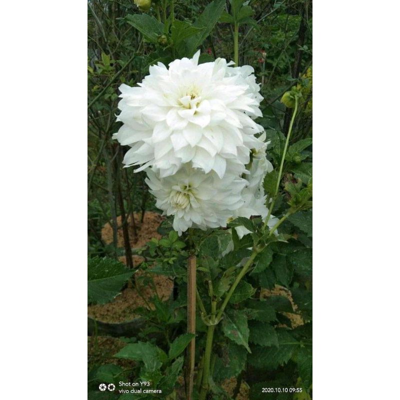 Bunga Dahlia Putih Shopee Indonesia