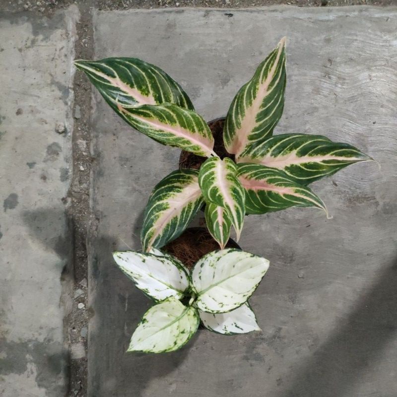 aglonema pink sunset dan super white