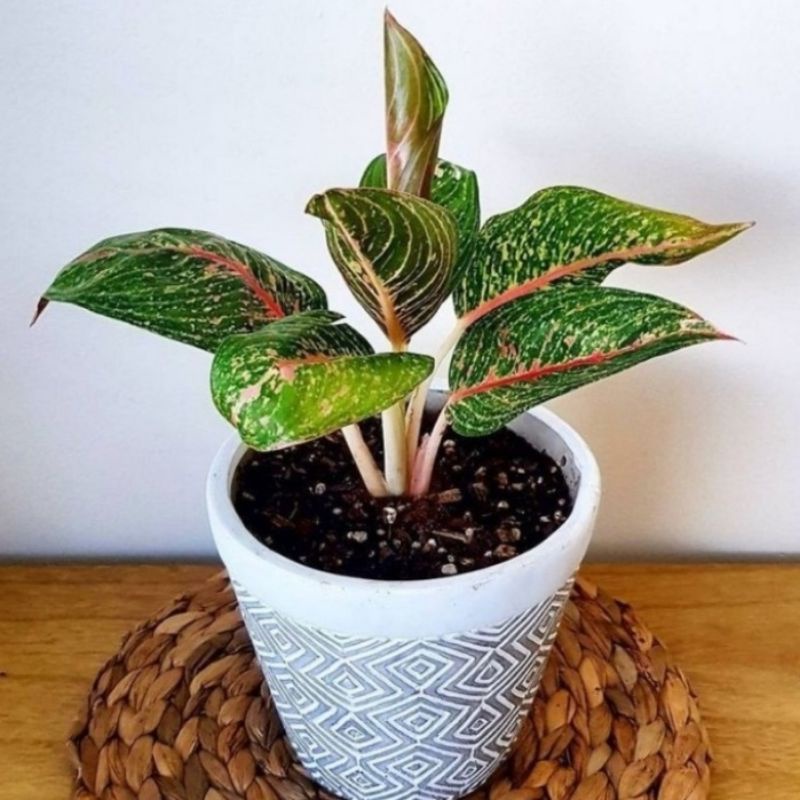 ( BISA COD ) Tanaman hias aglonema donacarmen / tanaman aglonema donakarmen / tanaman aglonema murah