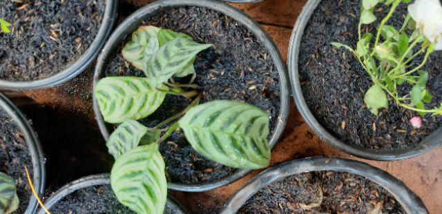 Paket 6 Jenis Calathea