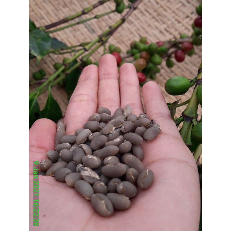 

Kopi Arabika Gayo Peaberry 1 Kg green bean Peaberry