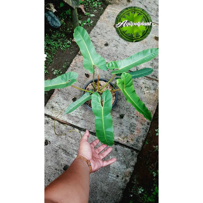 philodendron atabapoense