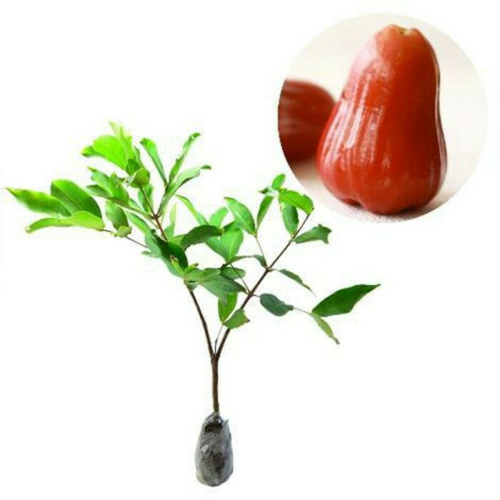 

Promo Murah Jambu air madu delli merah DIJAMIN ENAK BELI BANYAK HARGA BEDA