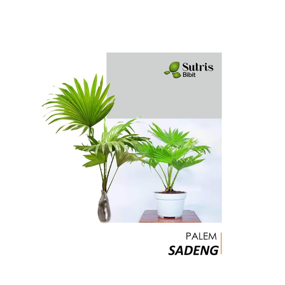 Bibit Tanaman Hias Pohon Palem Sadeng 40cm Shopee Indonesia