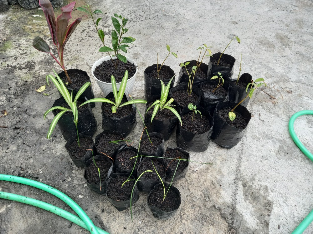 Tanaman Hias Kacapiring