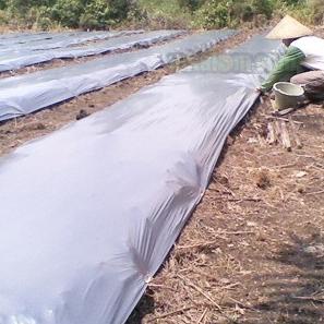 [KODE BARANG Y99] Mulsa Plastik 1 roll hitam perak LOTUS 1 roll 6Kg 120cm X 160m pertanian tebal kua