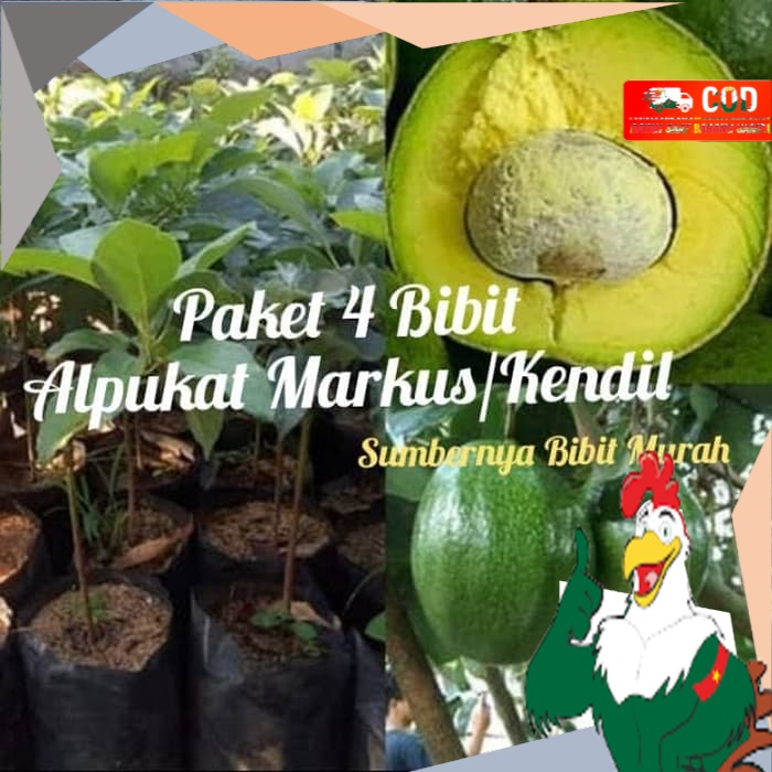 

Paket 4 Alpukat Markus -Alpukat Kendil Siap berbuah