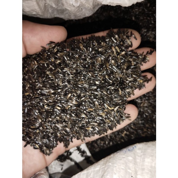 biji niger seed 1kg / biji niger pakan burung 1kg