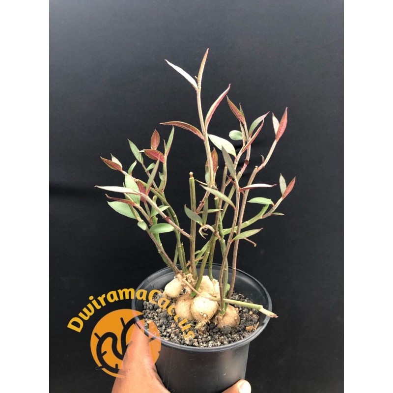 Kaktus Dan Sekulen / Monadenium Rubelum