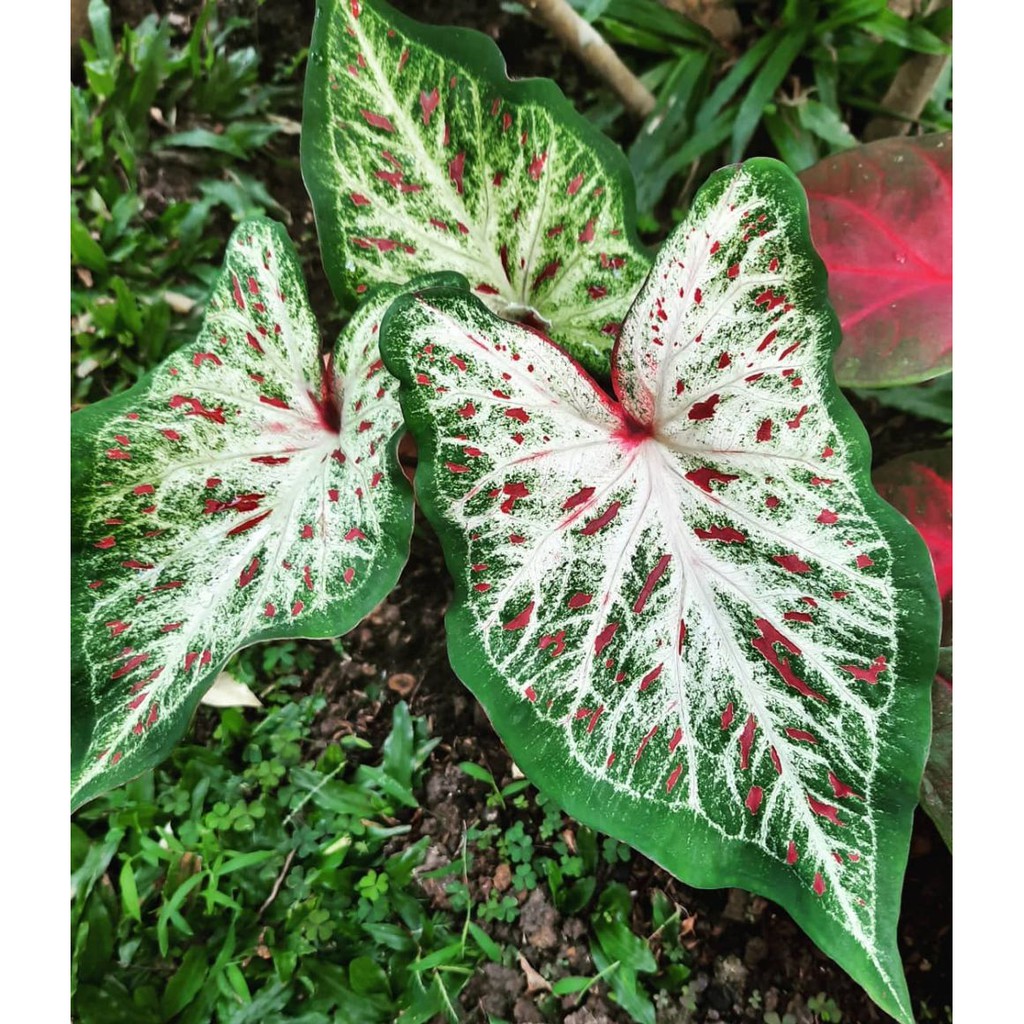 Caladium Murah CALADIUM GIGERLAND Tanaman Hias