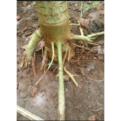 

Ready Akar pepaya segar 500gram