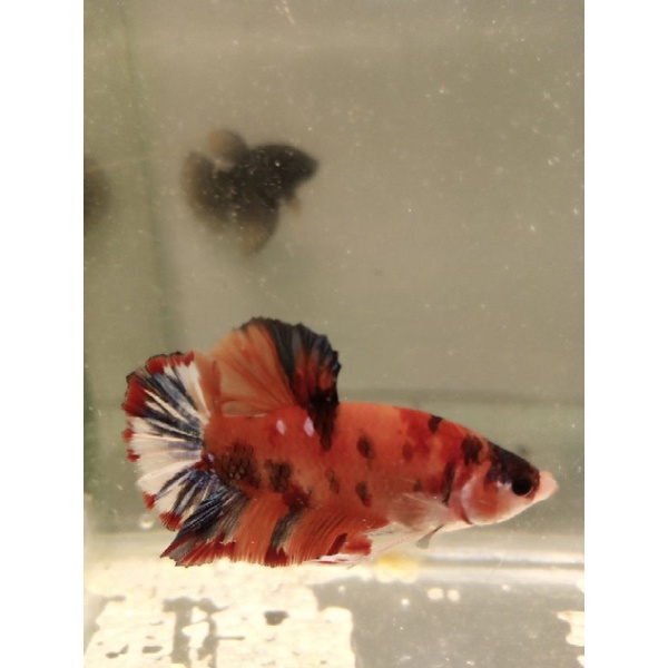 cupang,nemo