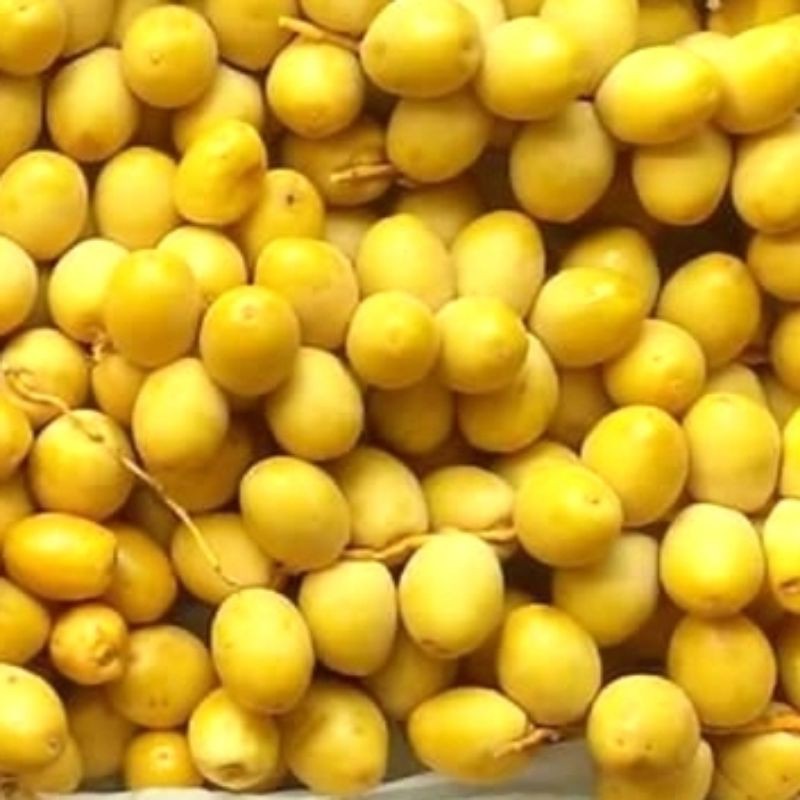 

Kurma Muda/Kurma Promil 1kg