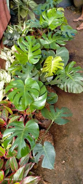 Tanaman Hias Monstera Philodendron Deliciosa - Ukuran Sedang