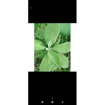 

DAUN SEMBUNG / SOMBONG BLUMEA BALSAMIFERA SEGAR HERBAL [ fresh produk ]100gram