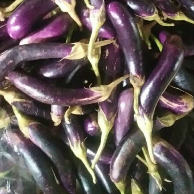 

Terong segar beli 1 kg dengan harga terjamgkau