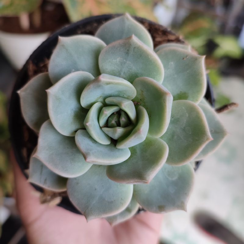 Sukulen Graptoveria titubans medium/Echeveria tituban medium size