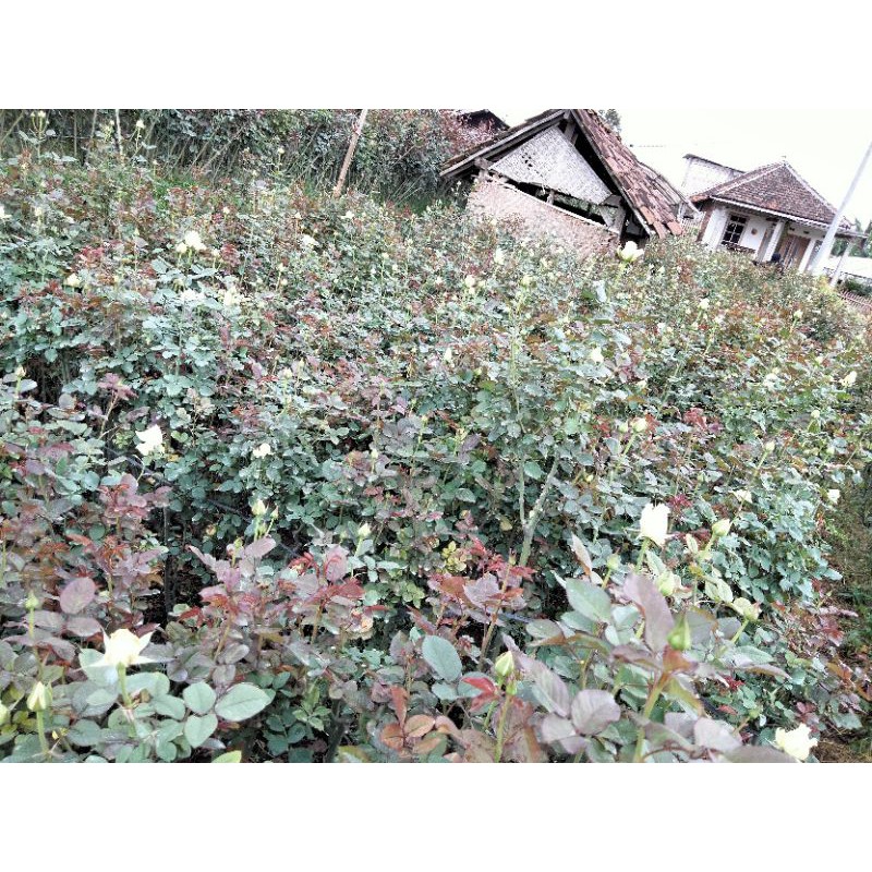 COD bibit mawar Holland