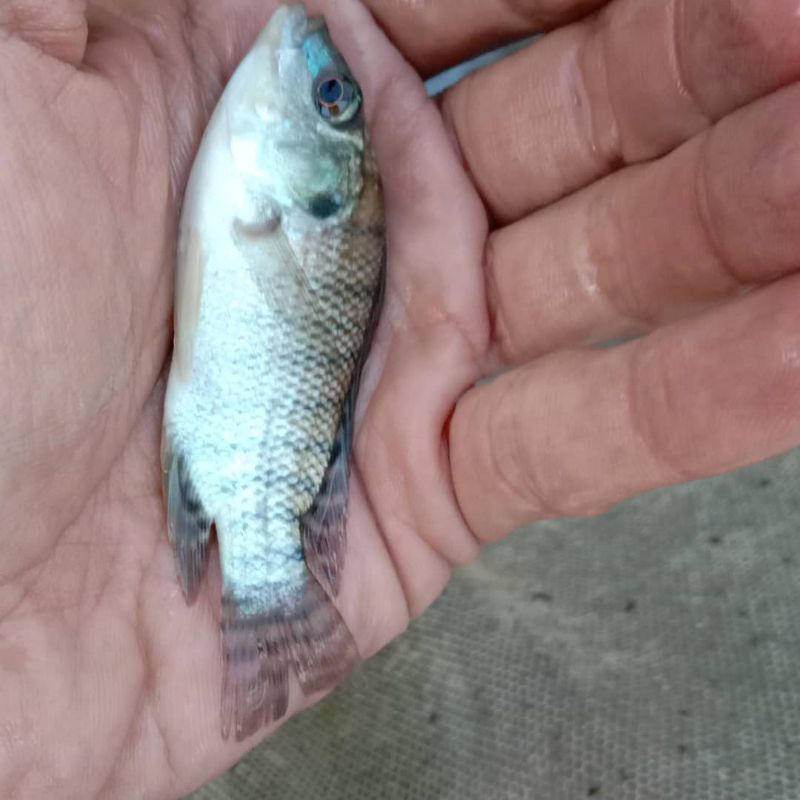 ikan nila hitam