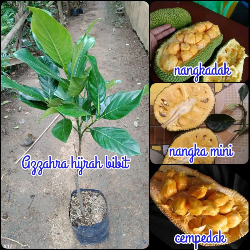 paket bibit tanaman buah nangka cempedak dan nangkadak
