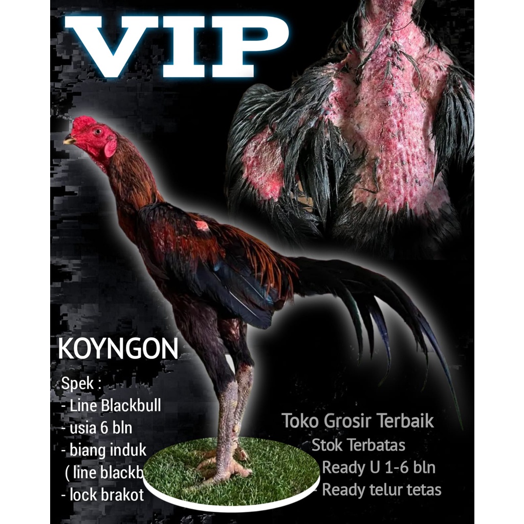 

AYAM BANGKOK KOYNGON ASLI F1 LINE KRATING BLACKBULL PER PCS ORI