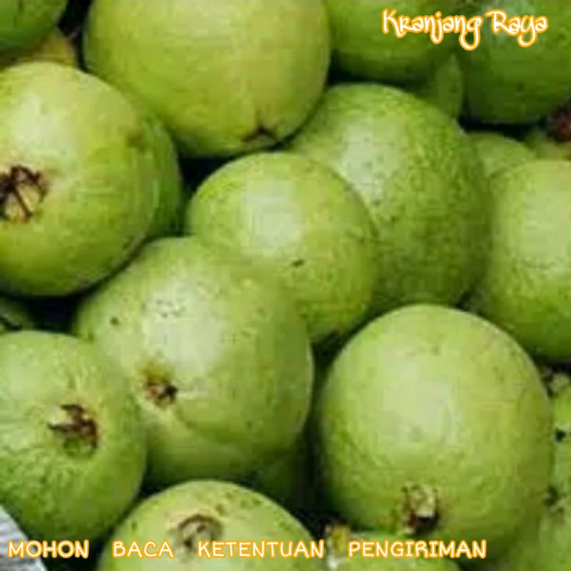 

Jambu Biji