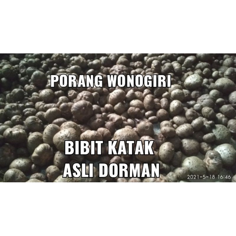 BIBIT KATAK PORANG MURAH ASLI DORMAN 1 KG ISI 200-600 BIJI