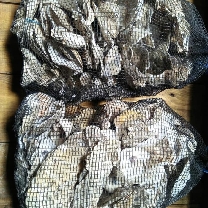 Oyster Shell Kulit Kerang Media Filter Kolam Koi 1kg