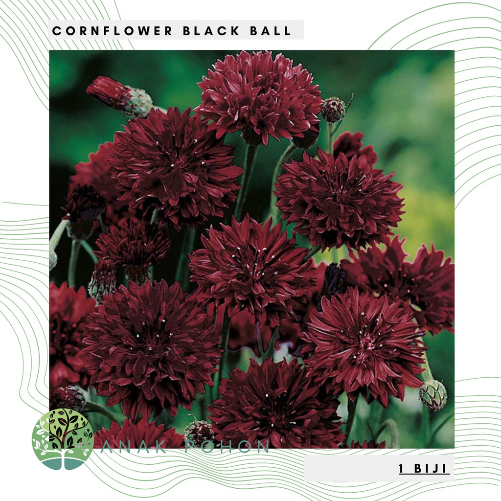 Benih Bibit Biji - Bunga Cornflower Black Ball Flower Seeds - IMPORT