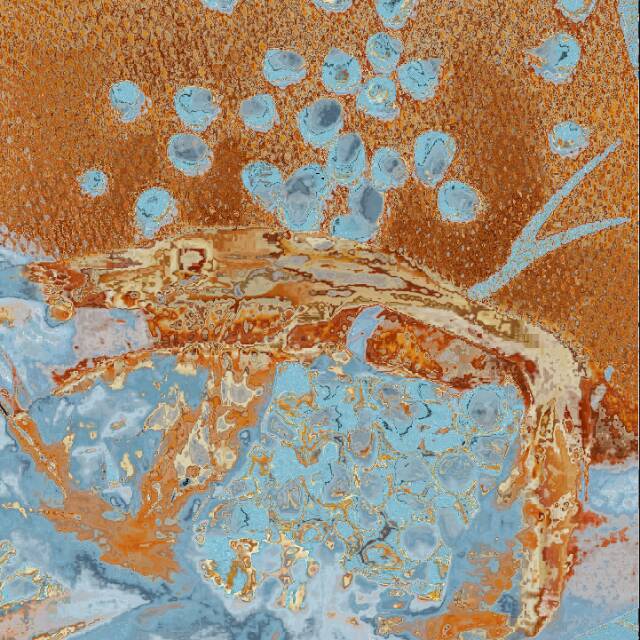 Jagung kristal pakan burung