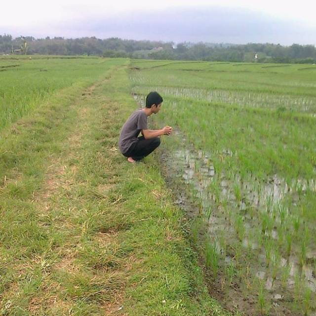 henerygustikhaputra