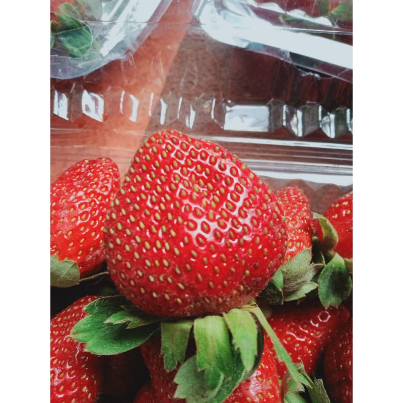 

Buah strawberry fresh