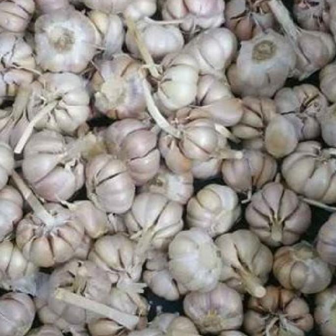 

] Bawang Putih Sinco 1 kg