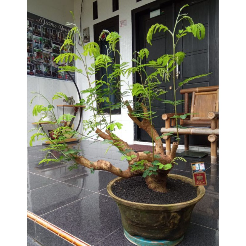 Jual Bonsai Pete Cina Lamtoro Indonesia Shopee Indonesia