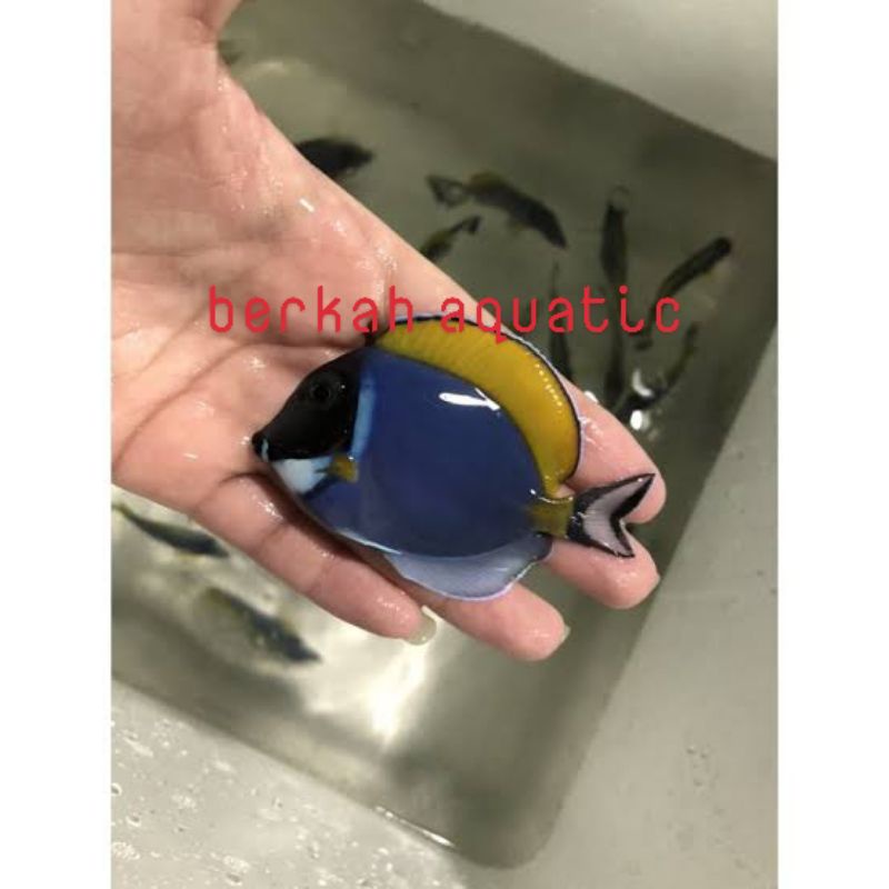 Botana Biru / BoBi / Powder Blue Tang / Ikan Hias