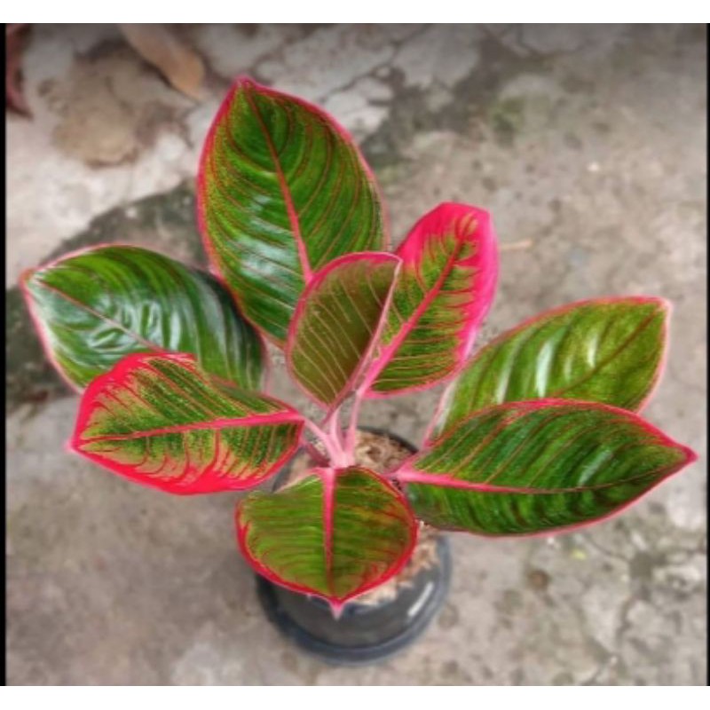 tanaman hias aglonema Khanza besar+pot