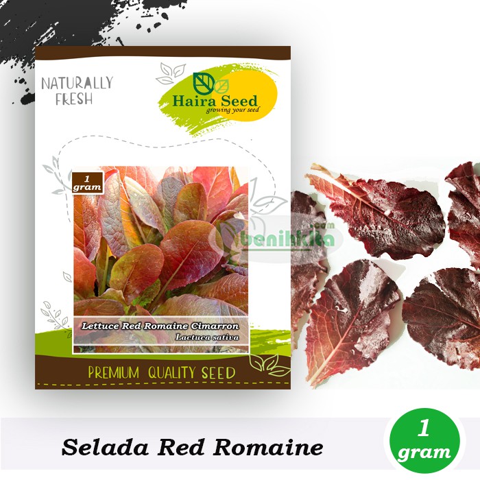 Benih-Bibit Selada Red Romaine Cimarron (Haira Seed)