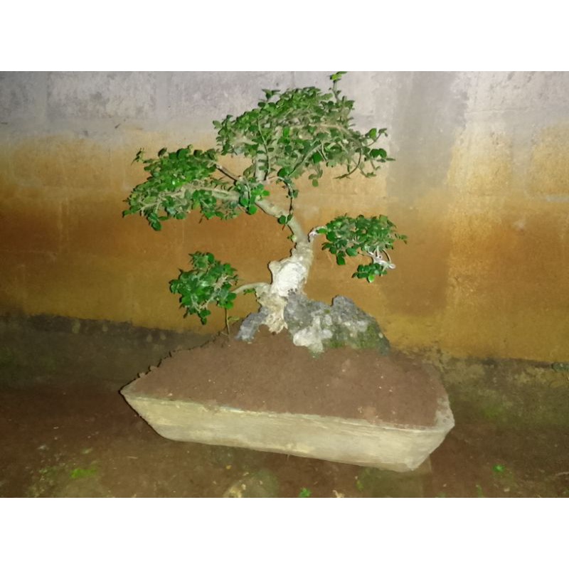 Tanaman bonsei serut