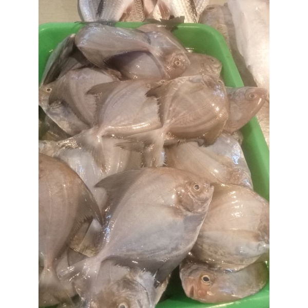 

BAWAL LAUT SEGAR UKURAN LETIK PER 500GR KAK