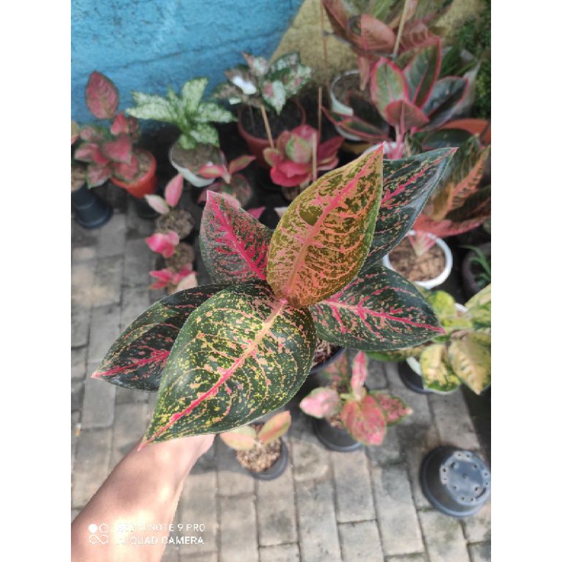 COD AGLONEMA TIARA (TANAMAN HIAS ZONA AGLONEMA TANAMAN INDOR)