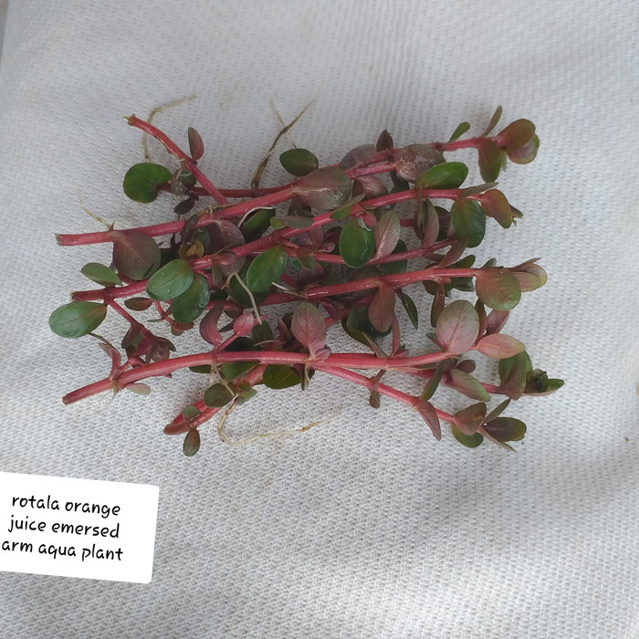 

rotala orange juice