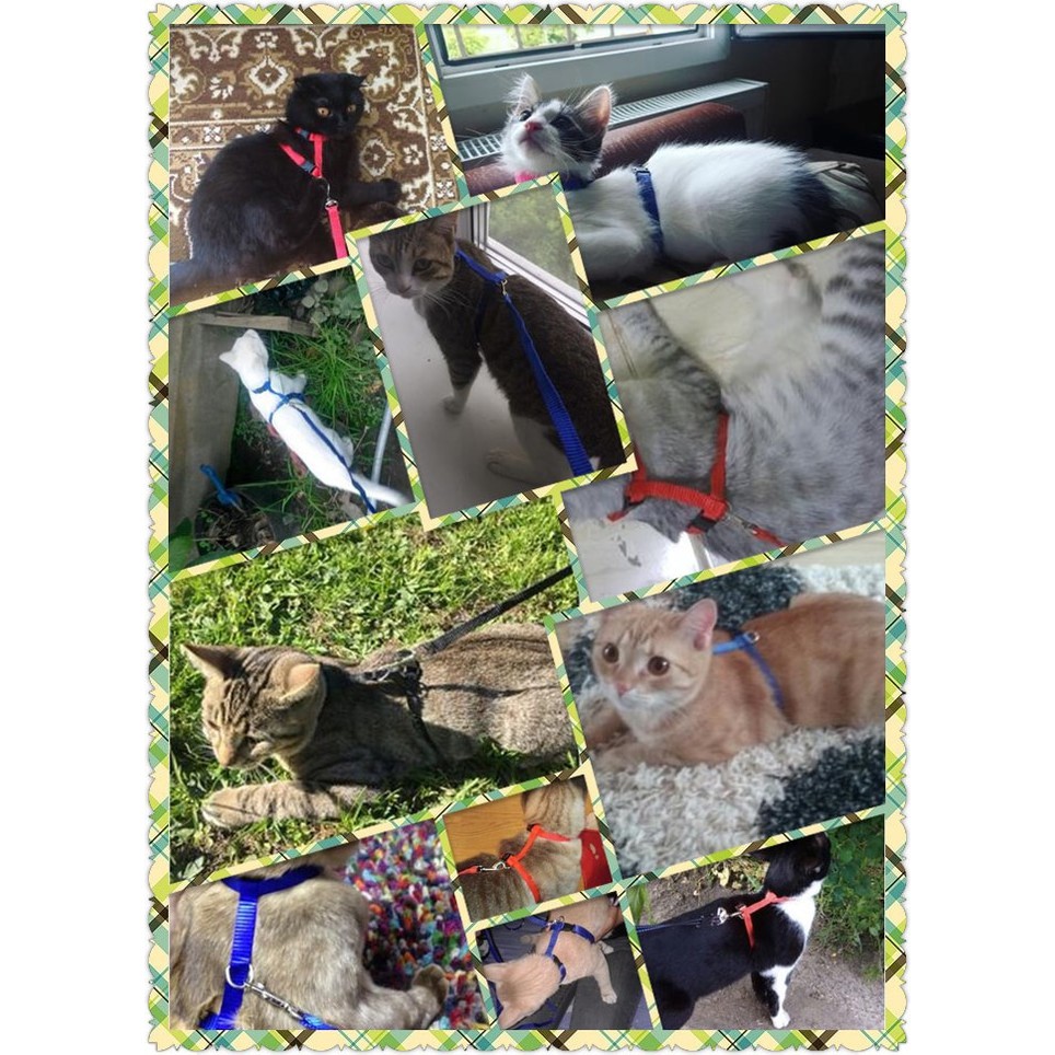 Promo  harness hernes rompi leash kucing musang  Terlaris Limited edition