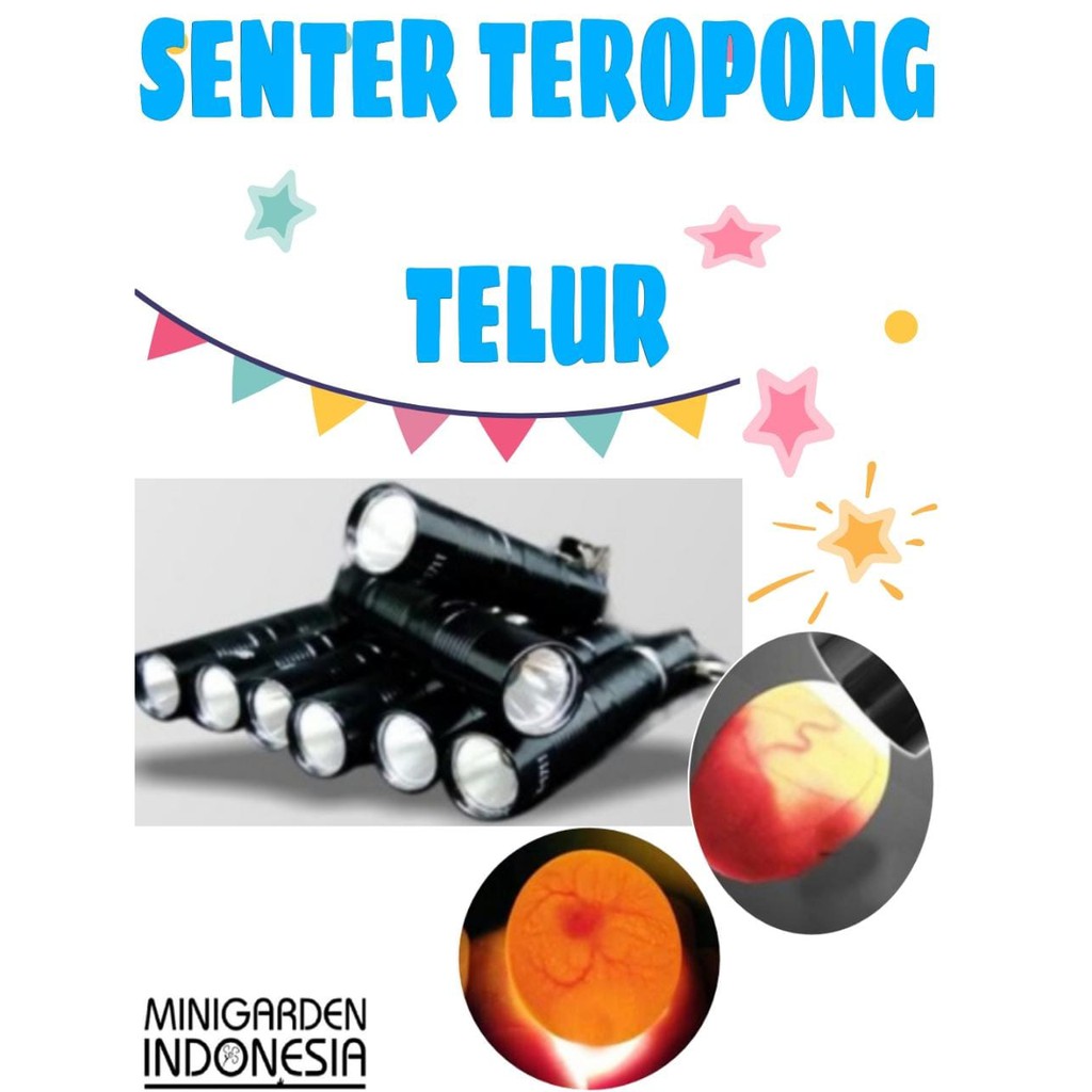 LAMPU SENTER TEROPONG TELUR BURUNG merpati puter derkuku perkutut untuk melihat embrio